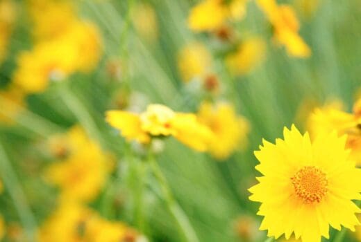 Hopewell Baptist Church Green Infrastructure Improvements